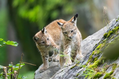 Eurasian lynx (Lynx lynx) youngsters on a rock, Bavaria, Germany
