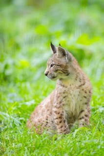 Eurasian lynx (Lynx lynx) youngster on a meadow, Bavaria, Germany