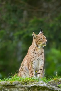 Eurasian lynx (Lynx lynx) on a rock, Austria
