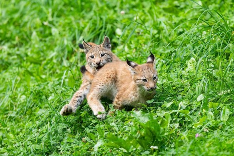 Eurasian lynx (Lynx lynx) youngsters playing on a meadow, Bavaria, Germany