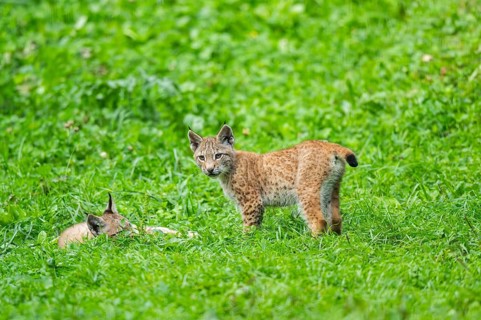 Eurasian lynx (Lynx lynx) youngster on a meadow, Bavaria, Germany