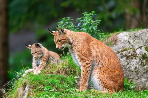 Eurasian lynx (Lynx lynx) mother with her youngster, Austria