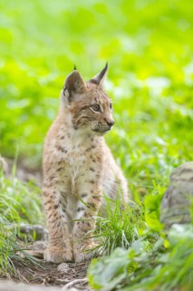 Eurasian lynx (Lynx lynx) youngster on a meadow, Bavaria, Germany