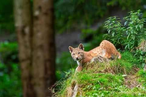 Eurasian lynx (Lynx lynx) youngster on a rock, Austria