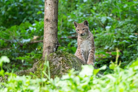 Eurasian lynx (Lynx lynx) youngster in a forest, Austria