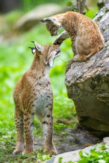 Eurasian lynx (Lynx lynx) mother with her youngster, Austria