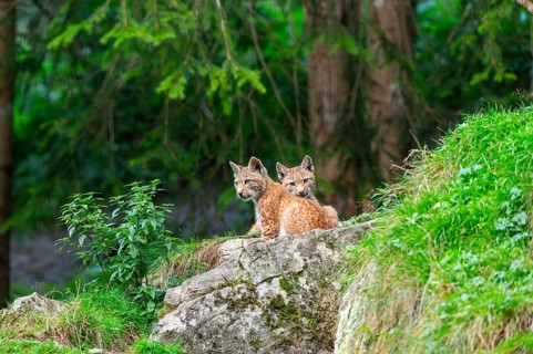 Eurasian lynx (Lynx lynx) youngsters on a rock, Austria