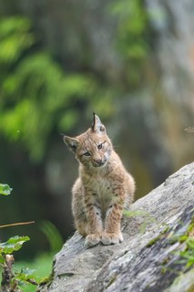 Eurasian lynx (Lynx lynx) youngster on a rock, Bavaria, Germany