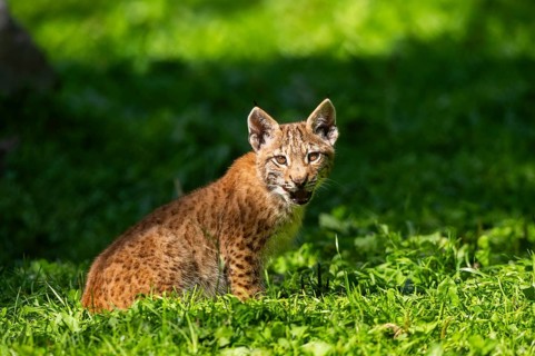Eurasian lynx (Lynx lynx) youngster on a meadow, Bavaria, Germany