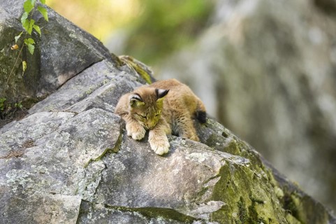 Eurasian lynx (Lynx lynx) youngster climbing on a rock, Bavaria, Germany