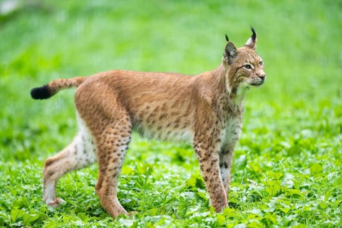 Eurasian lynx (Lynx lynx) on a meadow, Austria