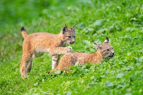 Eurasian lynx (Lynx lynx) youngsters on a meadow, Bavaria, Germany
