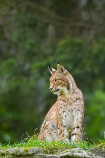 Eurasian lynx (Lynx lynx) on a meadow, Austria