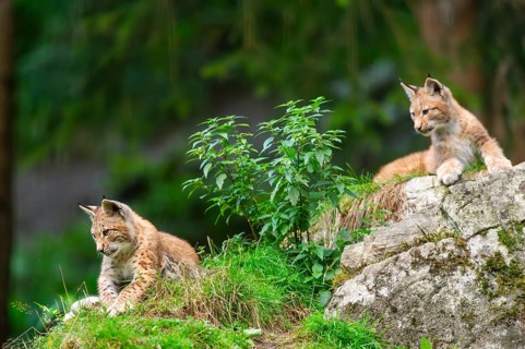 Eurasian lynx (Lynx lynx) youngsters on a rock, Austria
