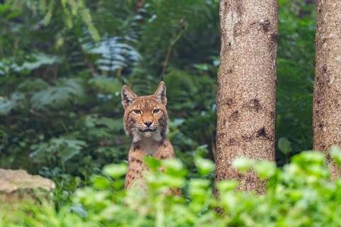 Eurasian lynx (Lynx lynx) in a forest, Austria