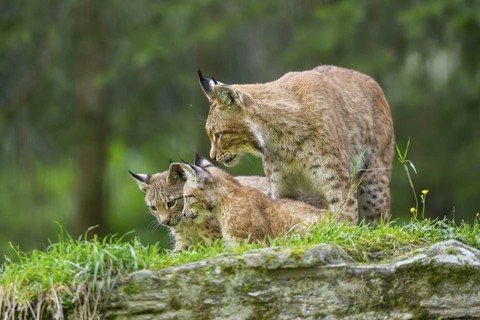 Eurasian lynx (Lynx lynx) mother with her youngsters, Austria