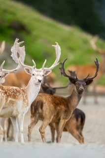 European fallow deer (Dama dama) stags, tirol, Kitzbühel, Wildpark Aurach, Austria