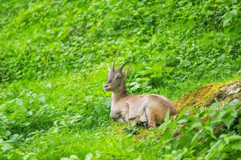 Alpine ibex (Capra ibex) female lying on a meadow, Austria