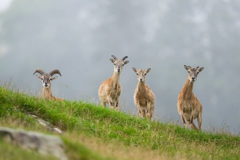 European mouflon (Ovis aries musimon) standing on a meadow, tirol, Kitzbühel, Wildpark Aurach,