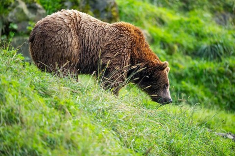 Eurasian brown bear (Ursus arctos arctos) on a meadow, Austria