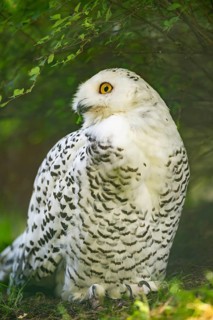 Snowy owl (Bubo scandiacus) sitting on the ground, Bavaria, Germany