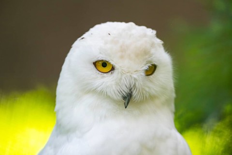 Snowy owl (Bubo scandiacus), portrait, Bavaria, Germany