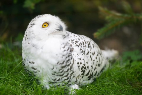 Snowy owl (Bubo scandiacus) sitting on the ground, Bavaria, Germany