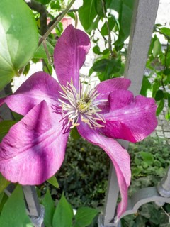 Clematis viticella, Blue clematis, Small-flowered clematis (Clematis viticella)