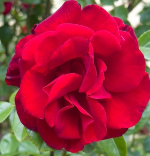 Red rose, hybrid rose (Rosa hybrida)