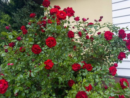 Rose bush, red roses, hybrid rose (Rosa hybrida)