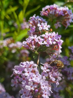 Narrow-leaved summer lilac, narrow-leaved butterfly bush (Buddleja alternifolia), drone sitting on