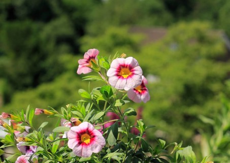 Blooming magic bells (Calibrachoa), in the countryside, North Rhine-Westphalia, Germany