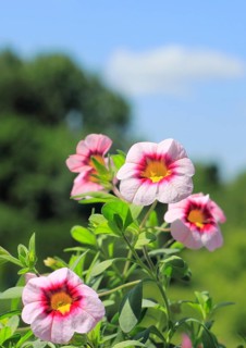 Blooming magic bells (Calibrachoa), in front of a blue sky, North Rhine-Westphalia, Germany