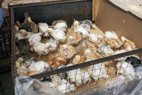 Animal market, Poultry in a trailer, City of Otavalo, Imbabura province, Ecuador