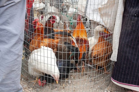 Animal market, Poultry in cage, City of Otavalo, Imbabura province, Ecuador