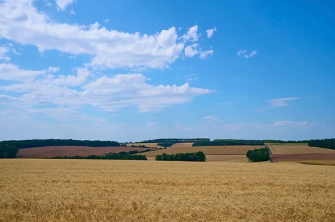 Wide cereal landscape under a blue sky with gentle cloud formations, summer, Retzstadt, Main