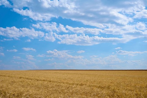 Endless cornfields under a vast blue sky with light clouds, summer, Retzstadt, Main Spessart