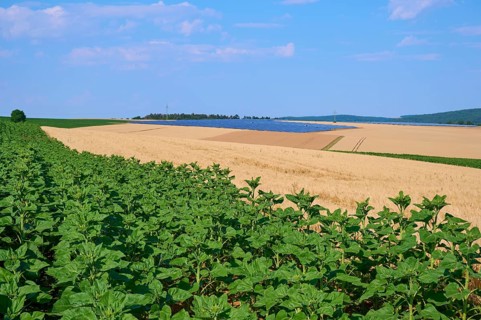 Agricultural field with green sunflowers in the foreground and golden grain fields under a blue