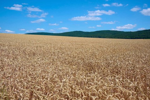 Gentle hills with extensive wheat fields under a sunny, blue sky, summer, Miltenberg, Miltenberg