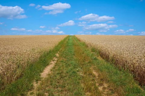 A green path divides the golden wheat field under a blue sky with clouds, summer, Miltenberg,