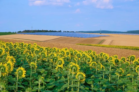 Sunflower field next to agricultural land and solar cells, summer, Thüngen, Main Spessart district,