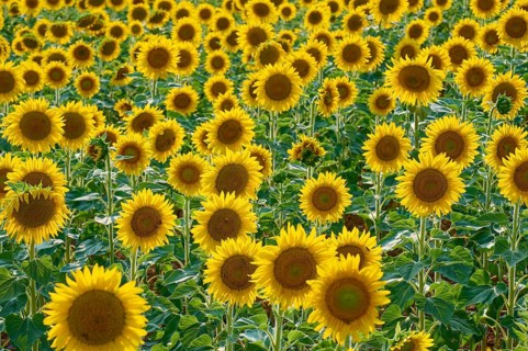 A field full of sunflowers in full bloom on a bright day, summer, Thüngen, Main Spessart district,