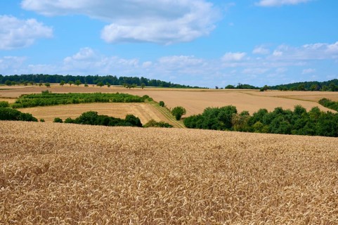Panoramic view over wide, golden wheat fields under a blue sky with clouds, summer, Miltenberg,