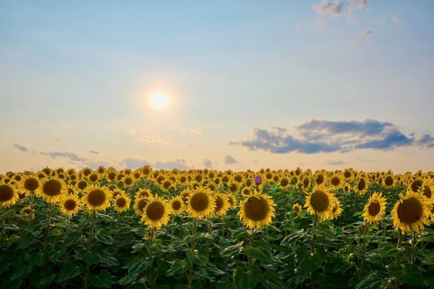 Sunflower field under a warm sunset sky, summer, Thüngen, Main Spessart district, Bavaria, Germany