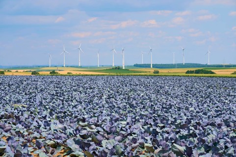 Wide landscape with wind turbines in the background and red cabbage plants in the foreground,