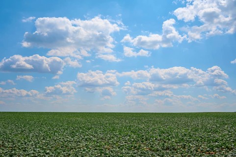 Endless sugar beet field under a blue sky with white clouds, Hausen, Würzburg district,