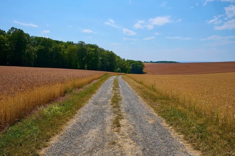Small gravel path leads through two cornfields towards the forest under a blue sky, summer,