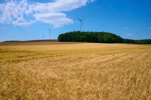 Wide barley field with wind turbines against a wooded background and blue sky, summer, Retzstadt,
