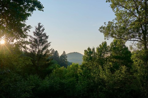 Hilly forest landscape at sunrise, framed by various trees, summer, Ernsttal, Mudau, Odenwald,