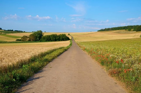 A narrow country lane between grain fields under a blue sky with few clouds, summer, Höhefeld,
